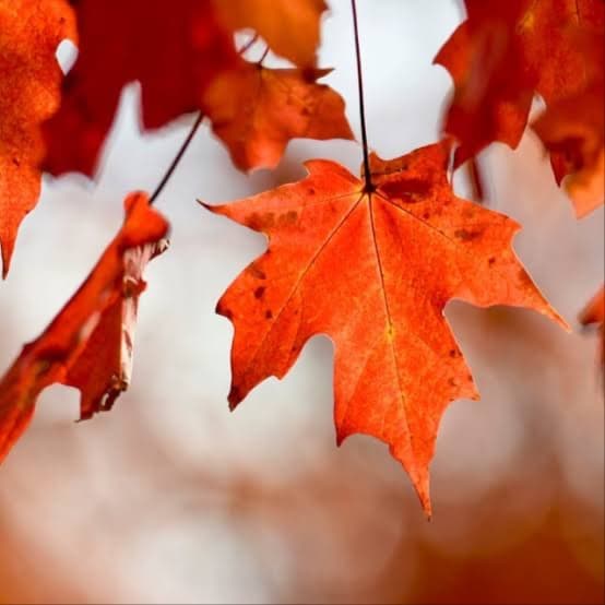 🍁 September Skin Reset 🍁 at Bare & Bronzed in South Pittsburg, TN